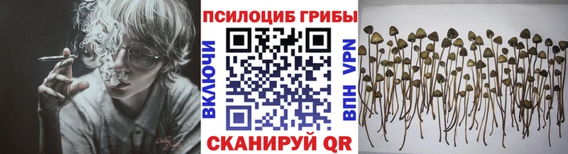 Галлюциногенные грибы Psilocybine cubensis  Сертолово 